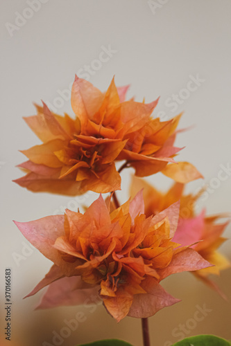 Leinwand Poster orange bougainvillaea flower