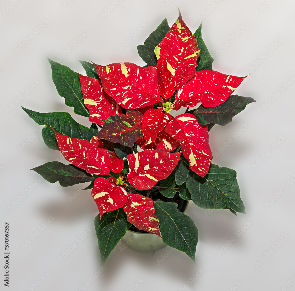 Red spotted christmas flower plant, poinsettia close up - obrazy, fototapety, plakaty 