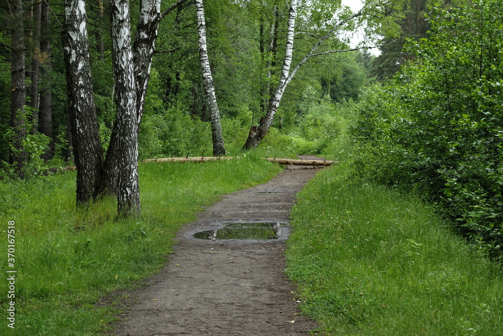 Obraz premium Birches and forest path on a cloudy summer day. Moscow region. Russia.