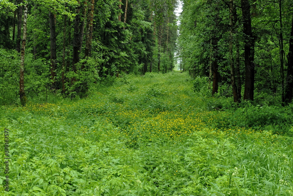 Glade in the forest and small yellow flowers on a cloudy summer day. Moscow region. Russia.