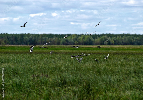 A flock of white-winged terns over a water meadow. Khanty-Mansiysk. Western Siberia. Russia © Andrey