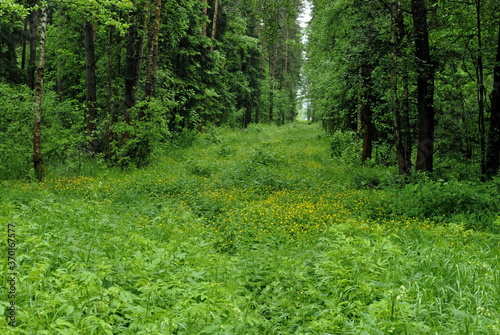 Glade in the forest and small yellow flowers on a cloudy summer day. Moscow region. Russia. © Andrey