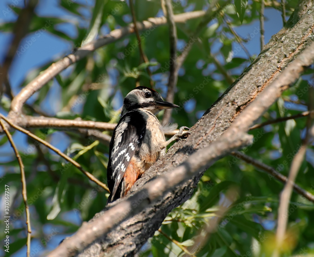 A great spotted woodpecker( Dendrocopos major) sits on a tree on a Sunny summer day. Khanty-Mansiysk. Western Siberia. Russia A great spotted woodpecker( Dendrocopos major) sits on a tree on a Sunny summer day. Khanty-Mansiysk. Western Siberia. Russia