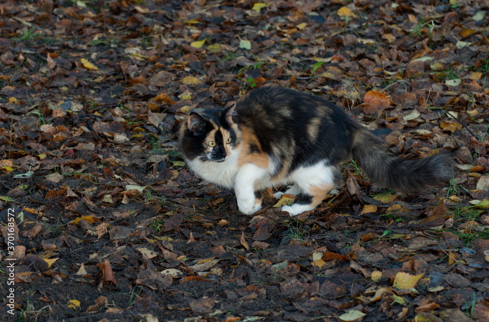 A tricolor cat walks on dry fallen leaves on an autumn day.