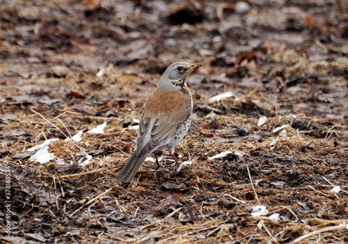 Thrush the Fieldfare (Turdus pilaris) trying to mimic on a cloudy March day. Moscow region. Russia.