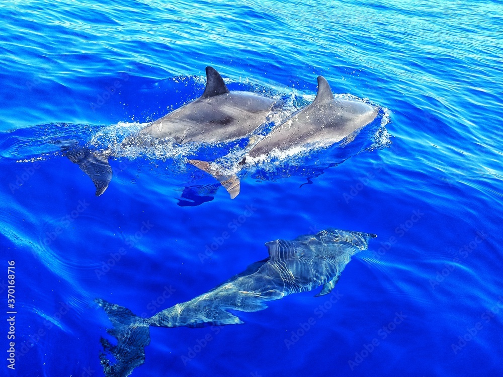 Naklejka premium dolphin in the water