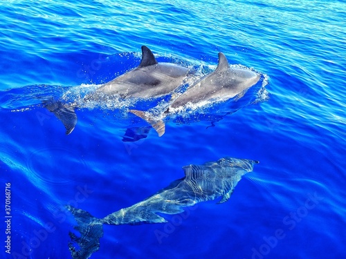 dolphin in the water © Rodana