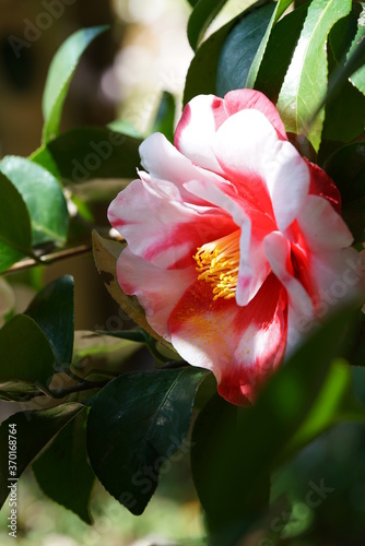 Variegated, Pink and White Flower of Camellia in Full Bloom 