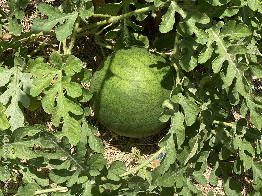 Unripe young watermelon plants in a vegetable garden Unripe young watermelon plants in a vegetable garden