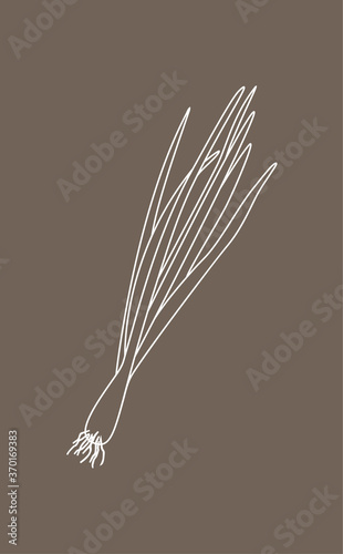 Sprouting onion isolated on beige background. Lined vector illustration
