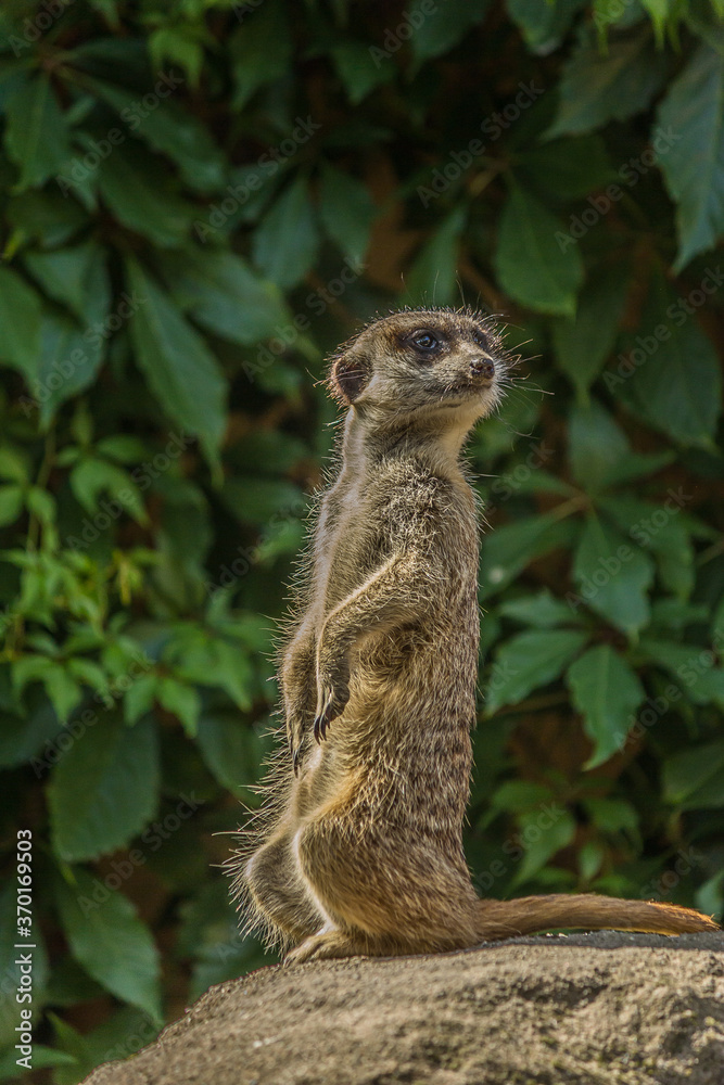 The meerkat (Suricata suricatta) stands with a pillar and turns its head in different directions. Can be used as a direction indicator. Its a small mongoose and the only member of the genus Suricata. The meerkat (Suricata suricatta) stands with a pillar and turns its head in different directions. Can be used as a direction indicator. Its a small mongoose and the only member of the genus Suricata.