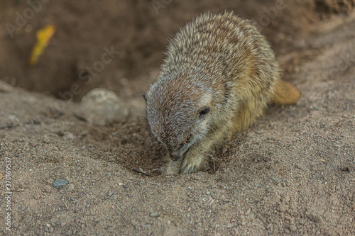 The meerkat (Suricata suricatta) digs a hole. The meerkat is a small mongoose and the only member of the genus Suricata. Its lives in the Desert in Botswana, Namibia, Angola, and in South Africa.