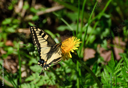 Swallowtail butterfly(Papilio machaon) on dandelion flower Sunny summer morning. Moscow region. Russia.