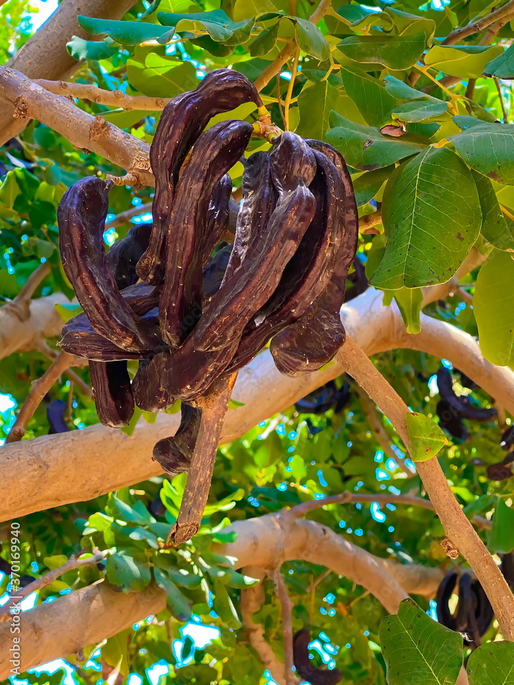 Ceratonia siliqua, commonly known as the carob tree or carob bush . Small evergreen Arabian tree which bears long brownish-purple edible pods. Carob bean, used as substitute for chocolate Ceratonia siliqua, commonly known as the carob tree or carob bush . Small evergreen Arabian tree which bears long brownish-purple edible pods. Carob bean, used as substitute for chocolate