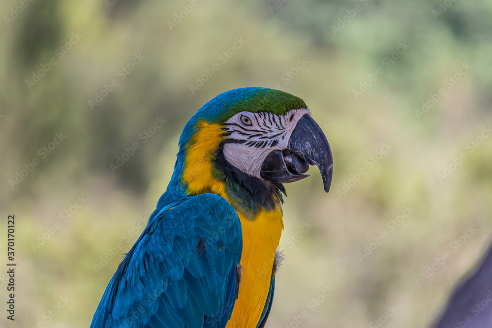 Portrait of a blue-and-yellow macaw (Ara ararauna) sitting on a branch and looking at the side. This parrots inhabits forest, woodland and savannah of tropical South America. Portrait of a blue-and-yellow macaw (Ara ararauna) sitting on a branch and looking at the side. This parrots inhabits forest, woodland and savannah of tropical South America.