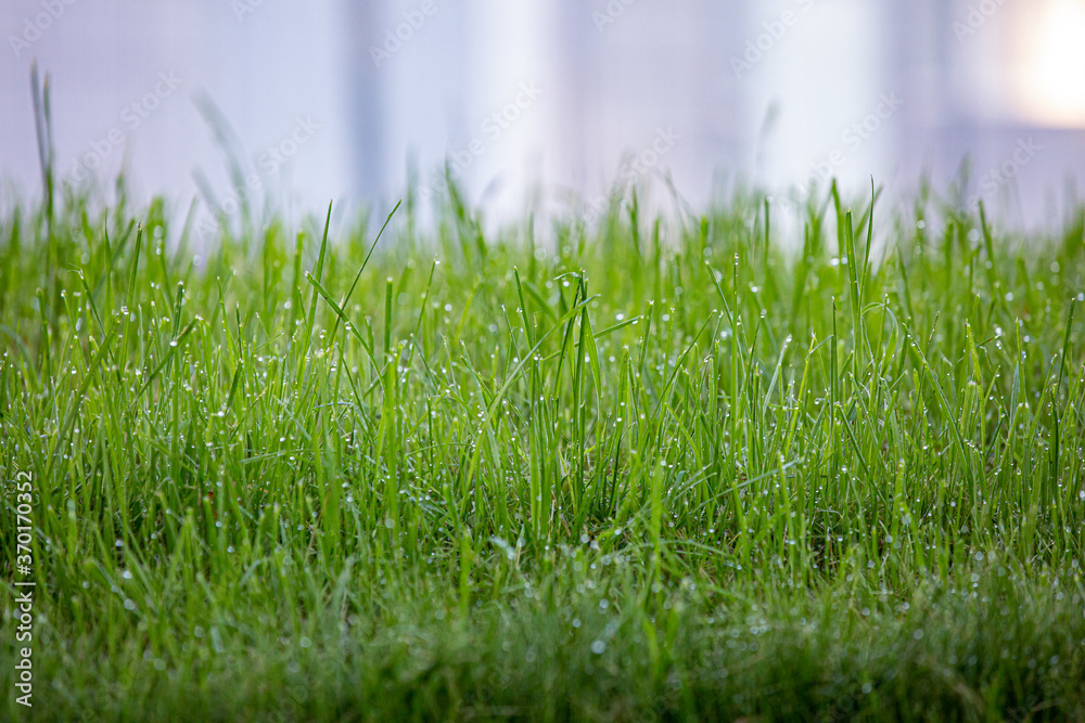 Obraz premium morning on field with green grass after dew