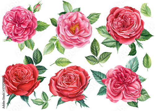 Set of roses, isolated white background, watercolor hand drawing, botanical illustration © Hanna