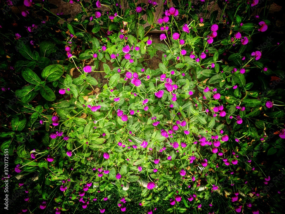 pink flowers in the garden 
