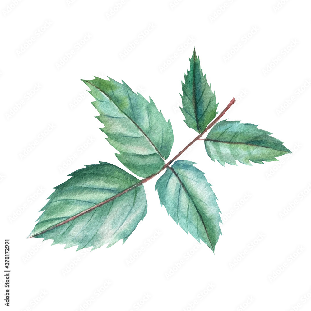 Green leaves roses on isolated white background, watercolor clipart, hand drawing, botanical illustration Green leaves roses on isolated white background, watercolor clipart, hand drawing, botanical illustration