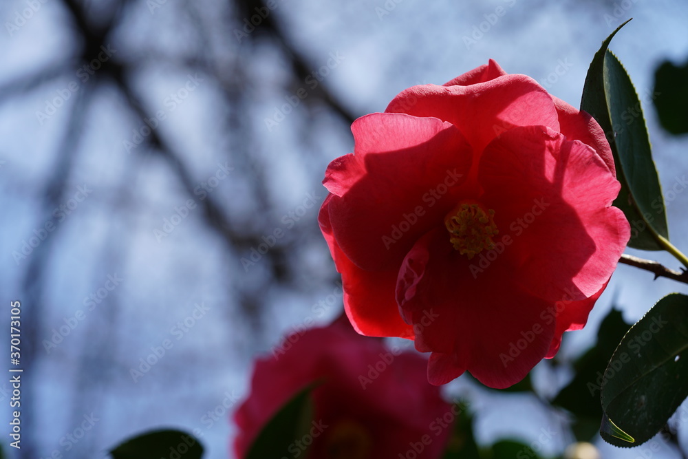 Light Pink Flower of Camellia in Full Bloom
Light Pink Flower of Camellia in Full Bloom