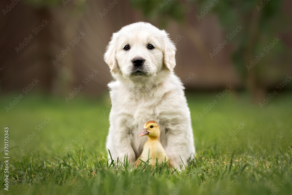 golden retriever puppy and duckling sitting on grass together golden retriever puppy and duckling sitting on grass together