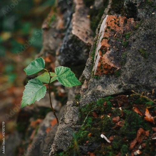 a tree growing in a rock