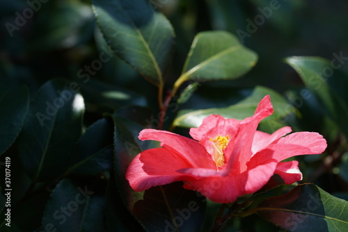 Light Pink Flower of Camellia in Full Bloom 