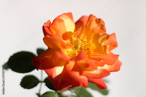 Durban July - Orange and Pink petal Rose