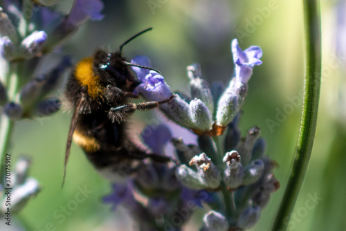 Insects, bumblebees, bees and wasps in Summertime © Markus Eymann