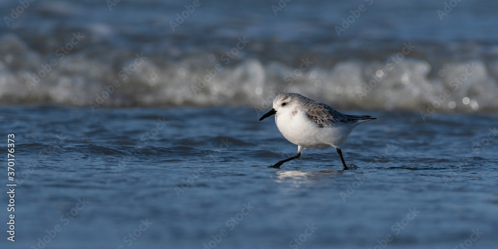 Bécasseau sanderling (Calidris alba - Sanderling) sur la plage de Quend-Plage Bécasseau sanderling (Calidris alba - Sanderling) sur la plage de Quend-Plage
