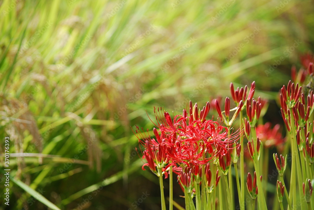 稲穂と彼岸花（曼珠沙華）2
