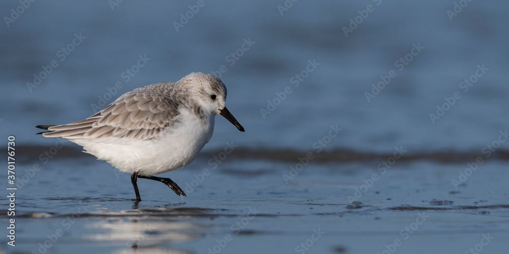 Bécasseau sanderling (Calidris alba - Sanderling) sur la plage de Quend-Plage Bécasseau sanderling (Calidris alba - Sanderling) sur la plage de Quend-Plage