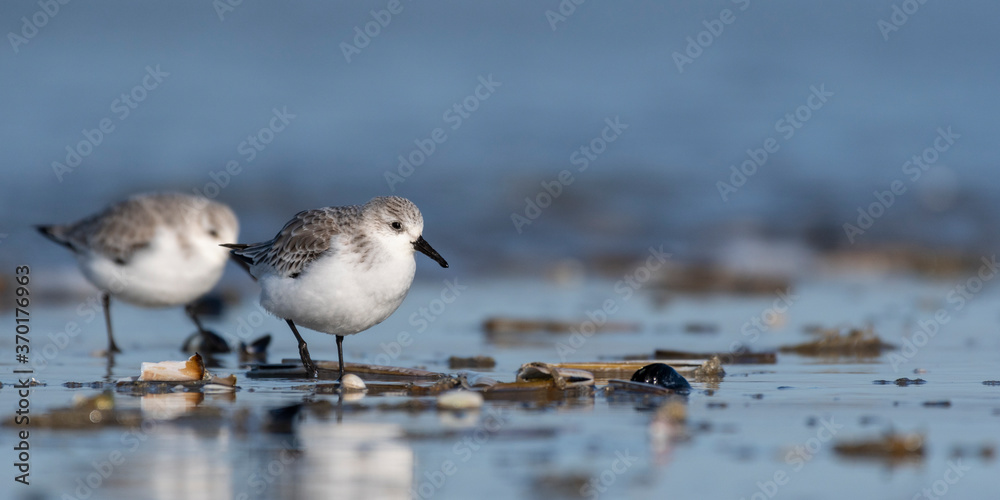 Bécasseau sanderling (Calidris alba - Sanderling) sur la plage de Quend-Plage Bécasseau sanderling (Calidris alba - Sanderling) sur la plage de Quend-Plage