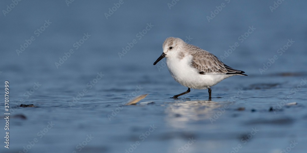 Bécasseau sanderling (Calidris alba - Sanderling) sur la plage de Quend-Plage Bécasseau sanderling (Calidris alba - Sanderling) sur la plage de Quend-Plage