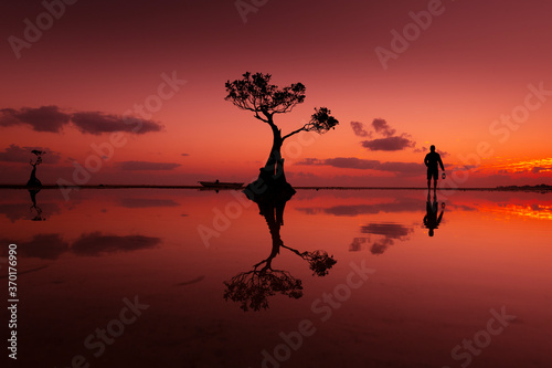 The dancing tree with sunset in Indonesia "Sumba"