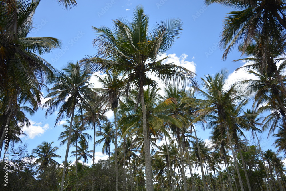 summer day and coconut trees