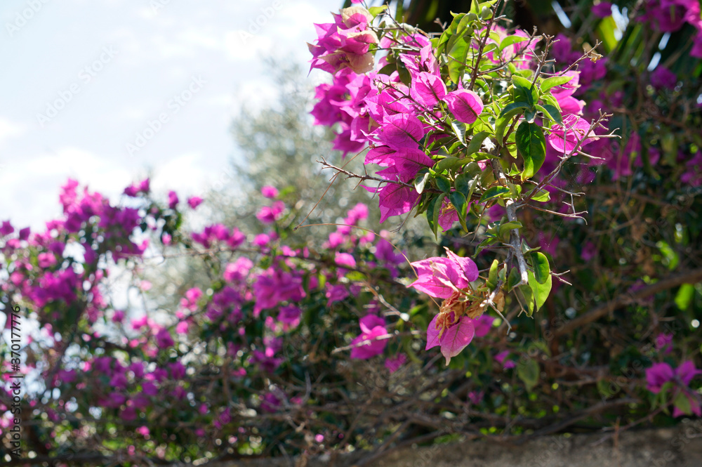 Fiori