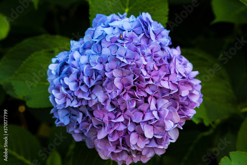 beautiful hortensia flower