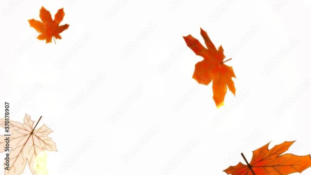 beautiful animation with autumn leaves and sequins beautiful animation with autumn leaves and sequins