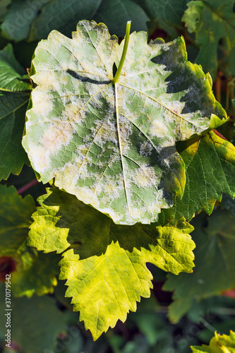 A dangerous disease of grape Mildew — downy mildew ( lat. Of plasmopara viticola ) photo