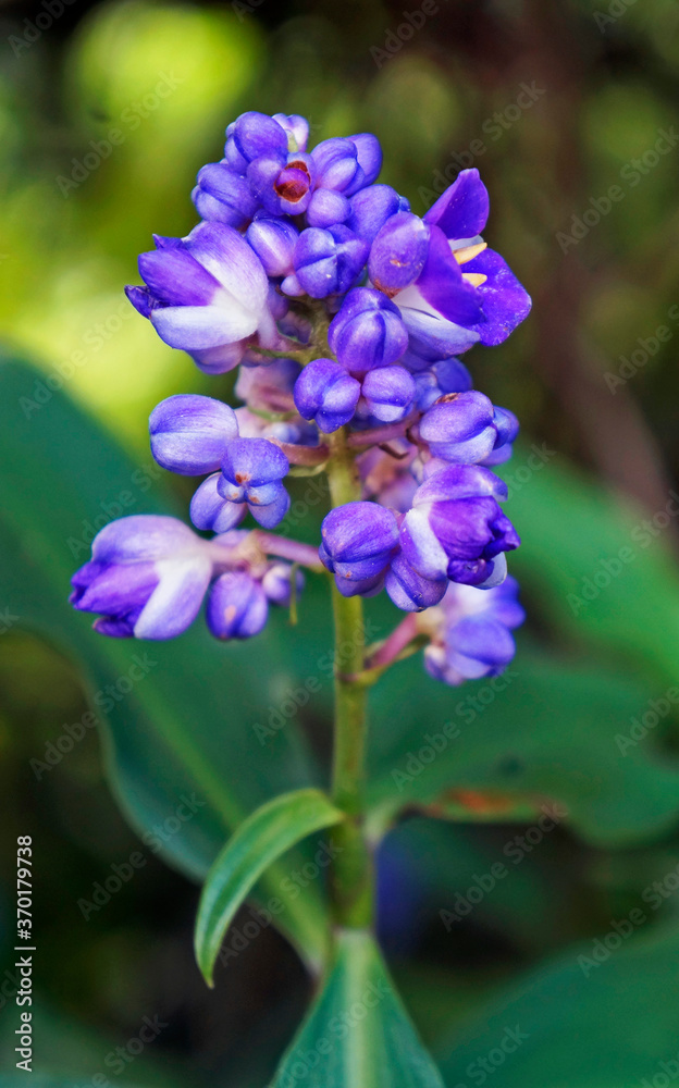 Blue ginger flowers (Dichorisandra thyrsiflora) Blue ginger flowers (Dichorisandra thyrsiflora)