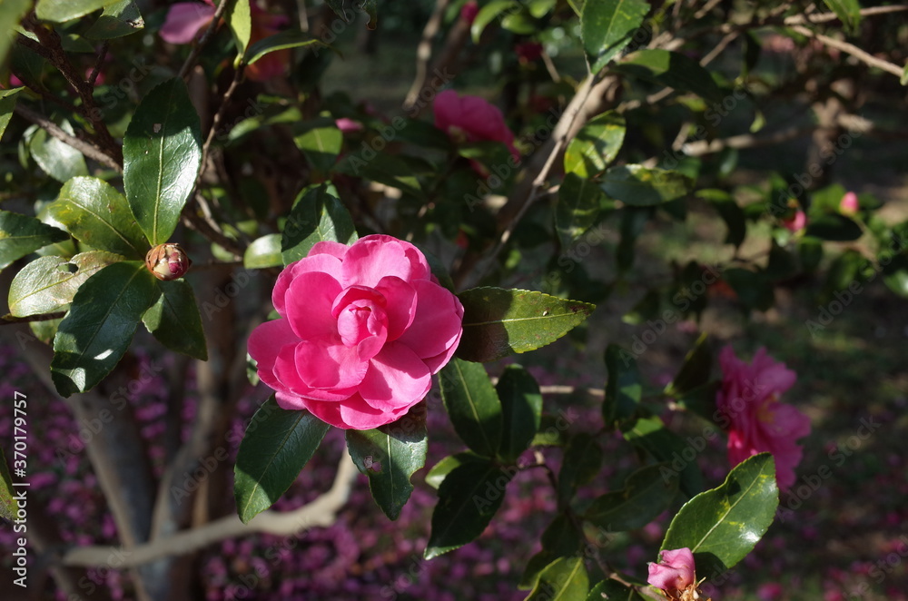 Light Pink Flower of Camellia Sasanqua in Full Bloom
Light Pink Flower of Camellia Sasanqua in Full Bloom