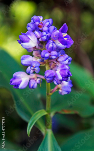 Blue ginger flowers  Dichorisandra thyrsiflora 