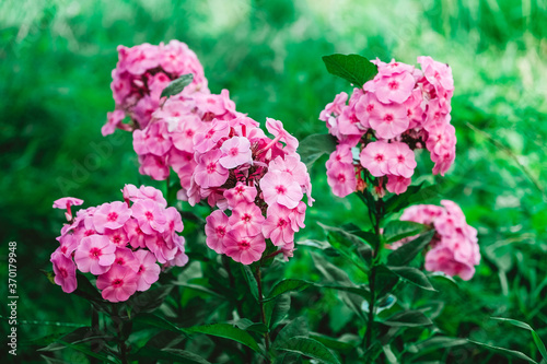 Pink phlox flowers on a background of green leaves. Garden flowers in soft pink shades. Copy, empty space for text