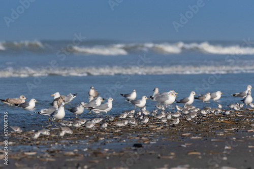 Goélands cendrés (Larus canus - Mew Gull) sur la plage de Quend-Plage photo