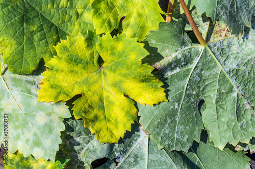 A dangerous disease of grape Mildew — downy mildew ( lat. Of plasmopara viticola )