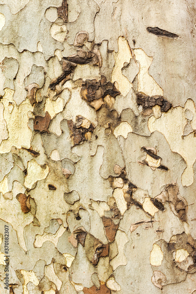 Tree bark texture Tree bark texture