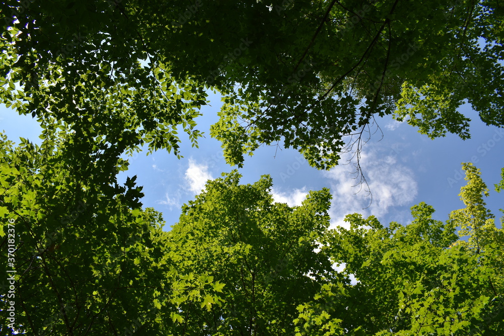 Fototapeta premium Maple trees in the Talon road
