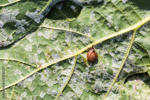 A dangerous disease of grape Mildew — downy mildew ( lat. Of plasmopara viticola ) photo