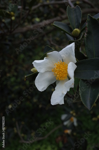 White Flower of Camellia Sasanqua in Full Bloom
